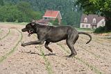 DOGUE ALLEMAND 461